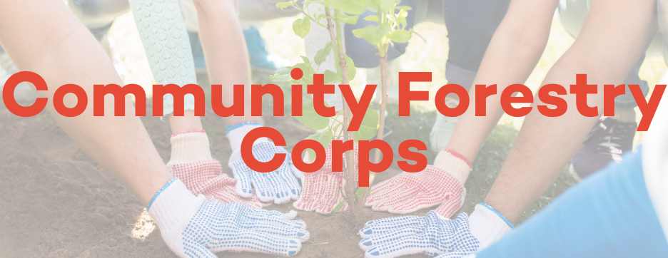 Image for Community Forestry Corps